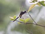 黃紉蜻蜓