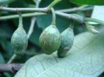 天仙果 Ficus formosana Maxim.