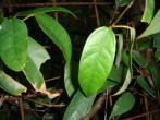 珍珠蓮 Ficus sarmentosa B. Ham. ex J. E. Sm.