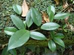 毬蘭 Hoya carnosa (L. f.) R. Br.  