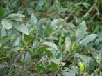澀葉榕( Ficus irisana Elm.)
