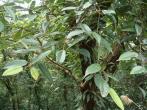 珍珠蓮( Ficus sarmentosa B. Ham. ex J. E. Sm.)