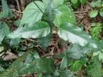 Marsdenia formosana 臺灣牛嬭菜