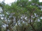 榕樹( Ficus microcarpa L. f. var. microcarpa.)