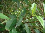 華八仙( Hydrangea chinensis Maxim.)