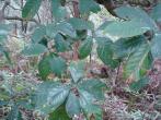 山黃梔( Gardenia jasminoides Ellis)