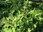 異葉珍珠菜(Lysimachia decurrens)