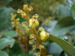粗糠柴 Mallotus philippensis (Lam.) Muell. -Arg. 粗糠柴的果實