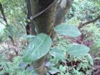 臺灣牛皮消( Cynanchum formosanum (Maxim.) Hemsl. ex Forbes & Hemsl.)