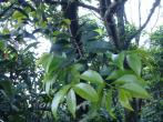 Liodendron formosanum 台灣假黃楊