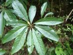 Lindera megaphylla 大香葉樹(大葉釣樟)
