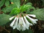 蛇根草 Ophiorrhiza japonica Blume