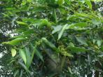 Glochidion zeylanicum 錫蘭饅頭果(Glochidion zeylanicum var. zeylanicum )