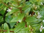 Lysimachia mauritiana 茅毛珍珠菜（濱排草）