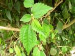 Pilea aquarum subsp. Brevicornuta 短角冷水麻