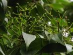 Cinnamomum macrostemon 胡氏肉桂