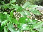 菲律賓榕 Ficus ampelas Burm. f.