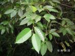 島榕 Ficus virgata Reinw. ex Blume