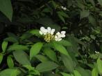 華八仙 Hydrangea chinensis Maxim.