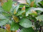 水同木 Ficus fistulosa Reinw. ex Blume
