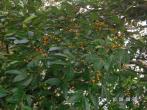 菲律賓榕 Ficus ampelas Burm. f.