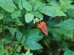 橙翅傘弄蝶