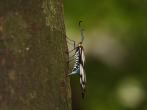 蓬萊螢斑蛾