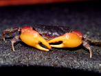 黃螯隱蟹( 顯赫表方蟹)