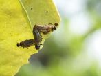 蓬萊長頸金花蟲