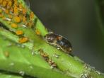 食蚜蠅幼蟲
