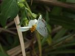 燕藍灰蝶