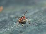 日本蟻蛛