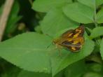 竹紅弄蝶/寬邊橙斑弄蝶