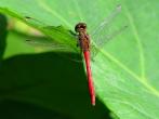 焰紅蜻蜓
