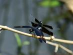 藍黑蜻蜓與可疑的黑翅蜻蜓雌蟲交尾