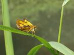 小黃斑弄蝶/小黃星弄蝶
