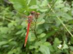 紅脈蜻蜓