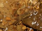 日本絨螯蟹(毛蟹) 幼蟹