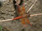 褐斑蜻蜓
