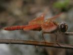 褐斑蜻蜓