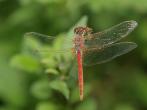 紅脈蜻蜓