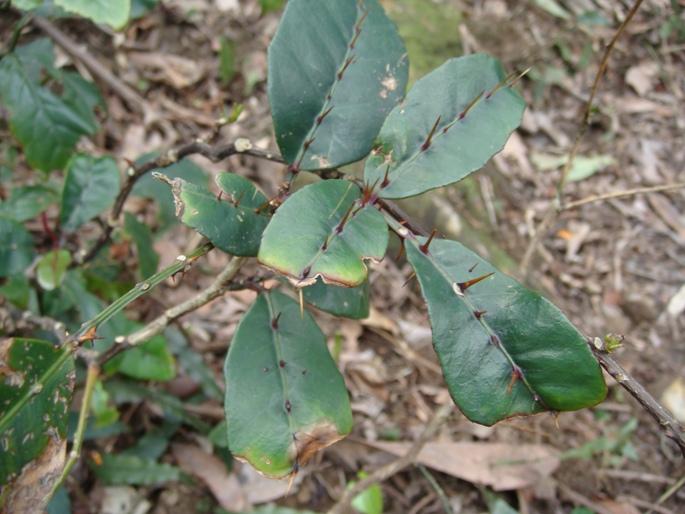 雙面刺( Zanthoxylum nitidum (Roxb.) DC.)