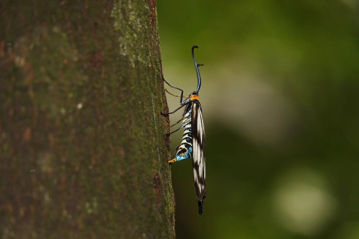 蓬萊螢斑蛾