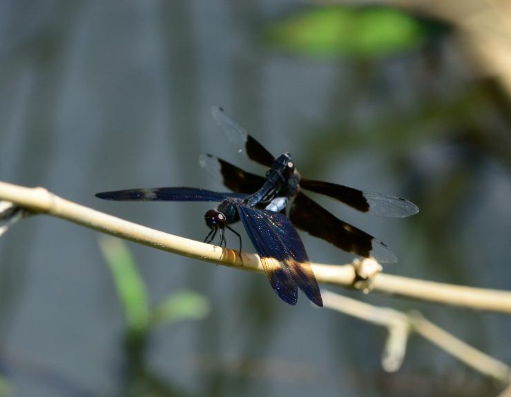 藍黑蜻蜓與可疑的黑翅蜻蜓雌蟲交尾