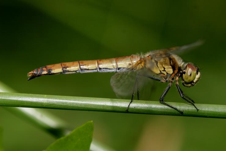 長尾蜻蜓