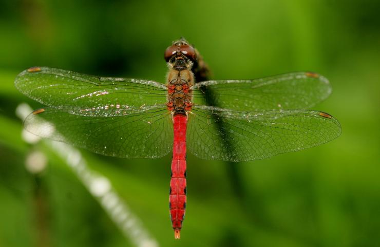 長尾蜻蜓